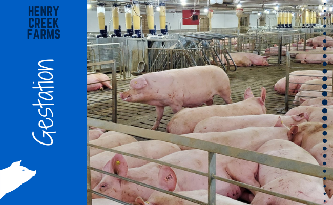 Pigs in a farm setting in an open pen gestation with GESTAL stations in the background