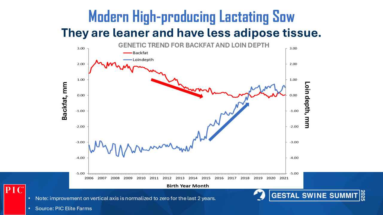 Modern High-producing Lactating Sow