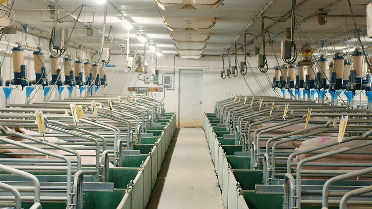 A row of GESTAL in a farrowing room