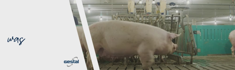 Load video: Sow going into a smart feeding station in a pig farm