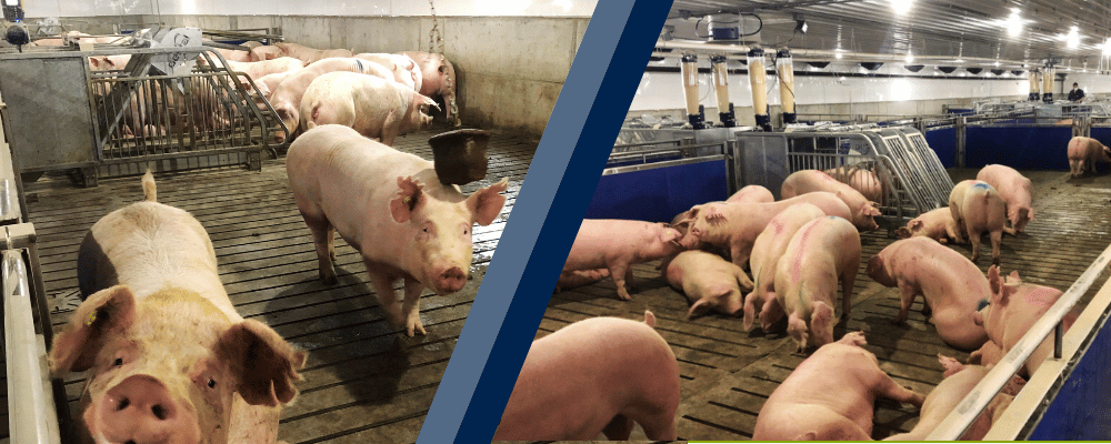 Open pen gestation with pigs