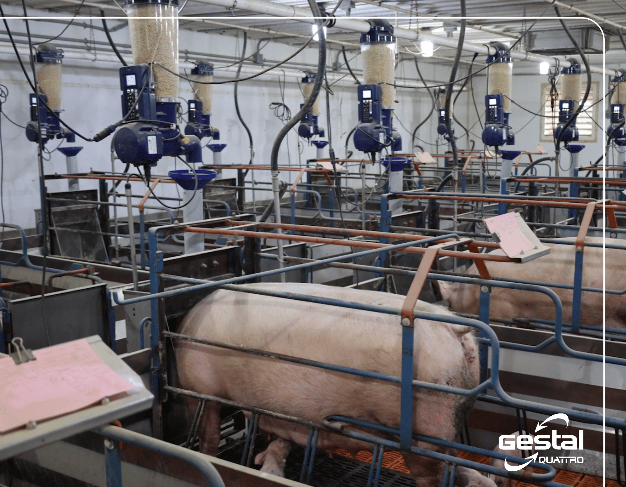 Sow barn with GESTAL Quattro