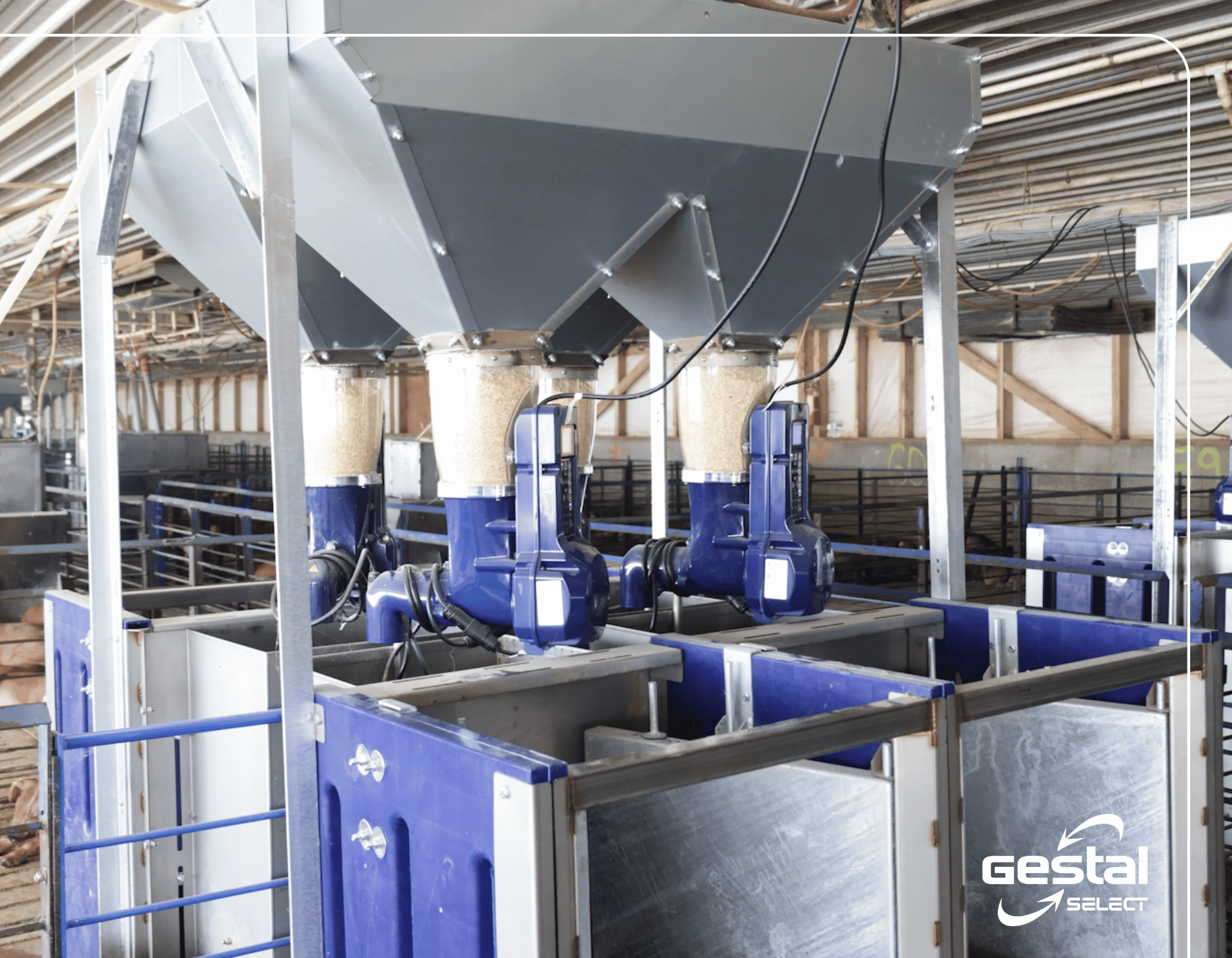 GESTAL Select in a pig farm