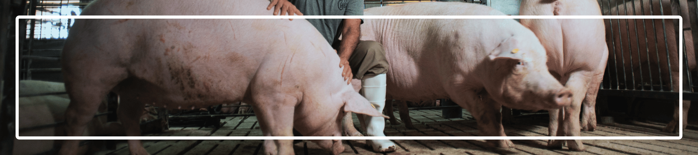 Pigs in a pen - group housed gestation