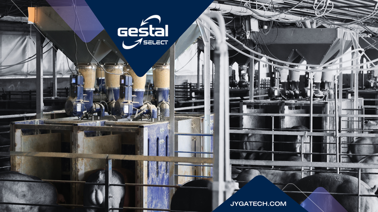 GESTAL Select with gilts