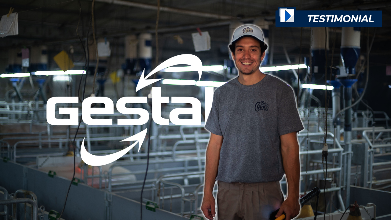 Charger la vidéo : Le site El Cherú administré par Almarez S.A., une compagnie de production porcine en Argentine. La ferme compte 4 500 truies et priorise l’état de chair optimal, la réduction du gaspillage d’aliment ainsi que sur l’amélioration du bien-être animal. (GESTAL 3G + GESTAL Focus)