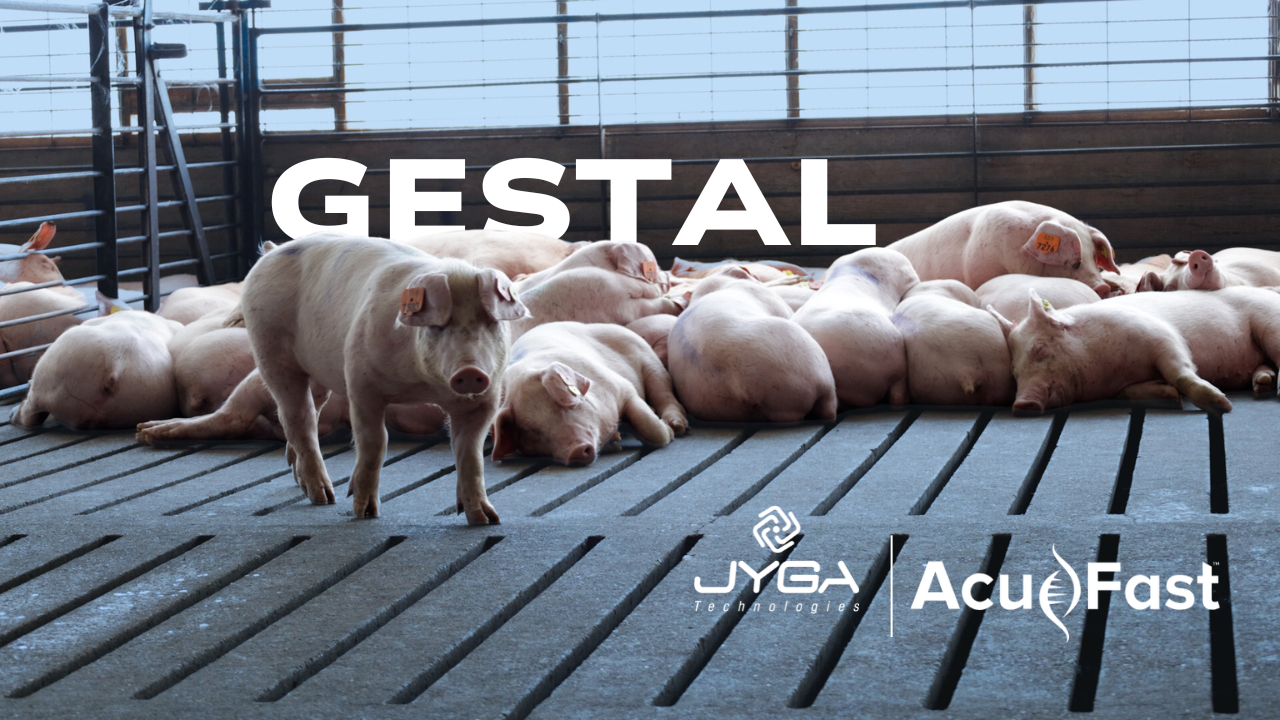 Charger la vidéo : Visitez deux sites qui sont équipés du système d’alimentation intelligent GESTAL. Il est clair qu’AcuFast, avec cette technologie, investit dans une solution permettant d’offrir un produit de haute qualité. (GESTAL Quattro + GESTAL Select)