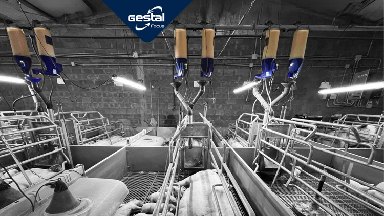 GESTAL Focus in a sow farm setting with sows and piglets