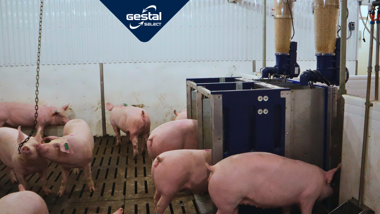 GESTAL Select in a gilt development unit with gilts