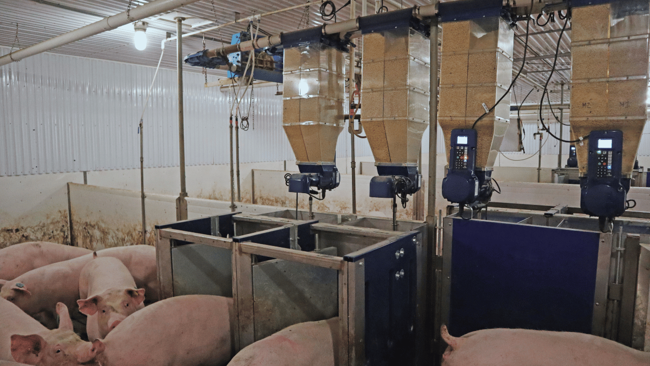 Suínos em Crescimento