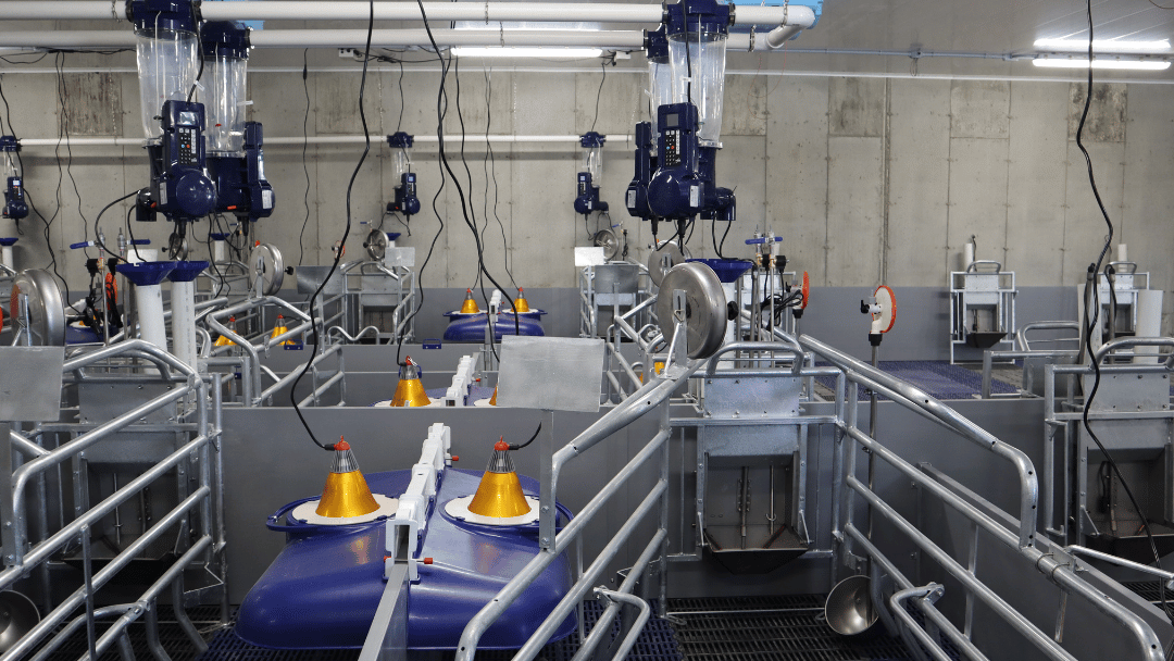 ROBUST Equipment in a sow farm