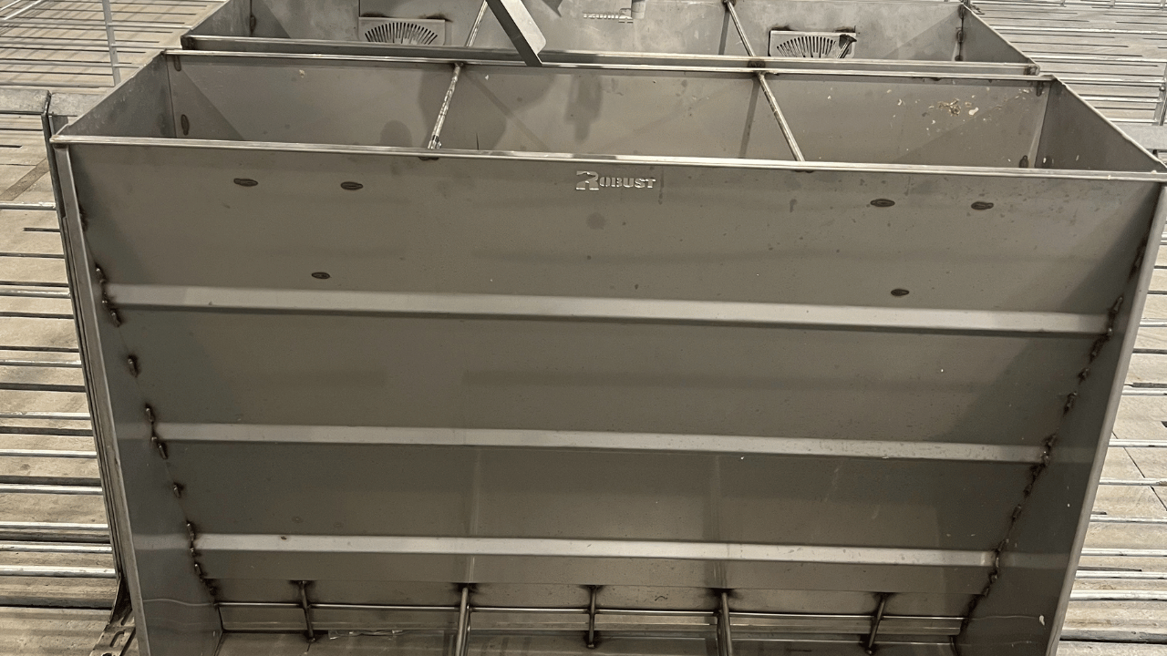 ROBUST dry feeder in pig barn