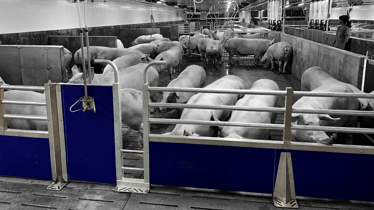 Pigs in a pen with metal barriers and a ladder in a barn setting with ROBUST Equipment