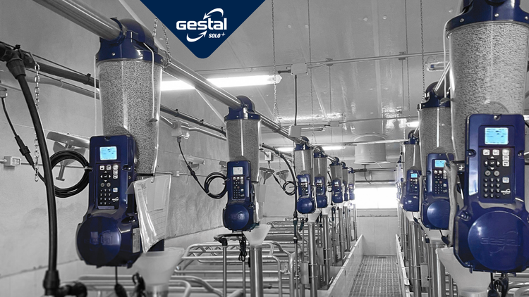 A row of the GESTAL Solo+ in a pig farm