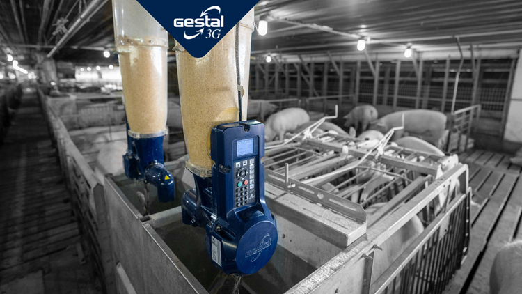 GESTAL 3G in a park full of sows in the background. open pen gestation.