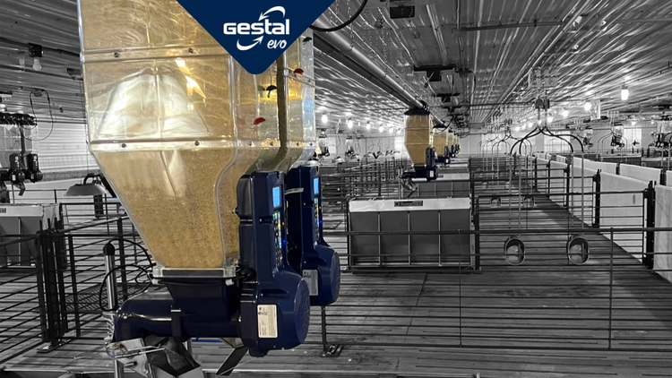 GESTAL Evo in a gilt development unit