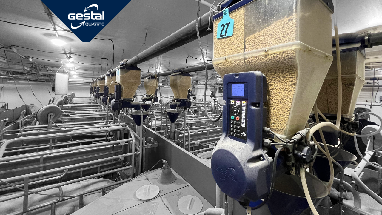 Farrowing barn with the smart feeding system GESTAL Quattro