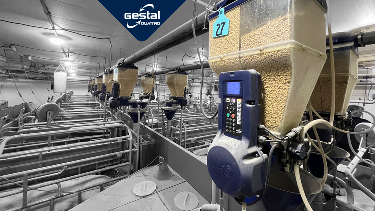 A row of GESTAL Quattro, a sow feeding system, in a farrowing room on a sow farm