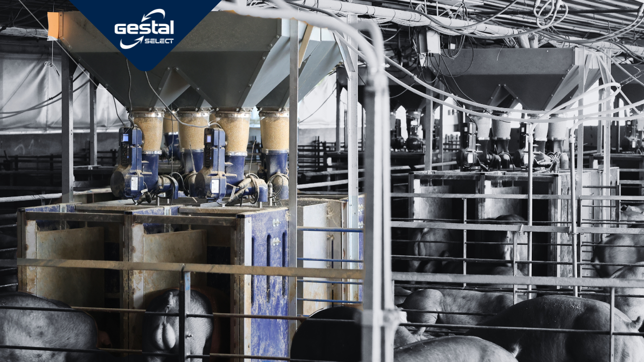 Pig farm with GESTAL Select equipment in a barn setting