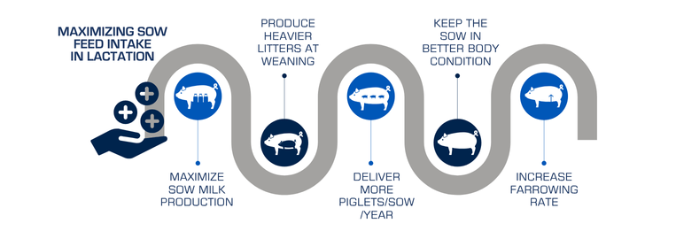Maximizing Sow Feed Intake in lactation with GESTAL