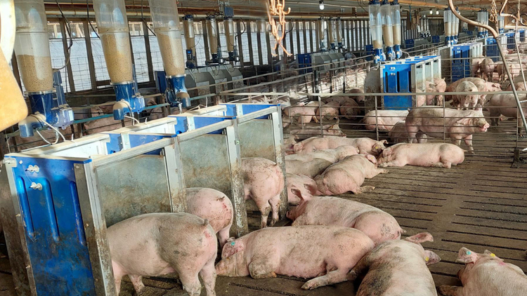 Pigs in a farm setting with feeding troughs and GESTAL Select