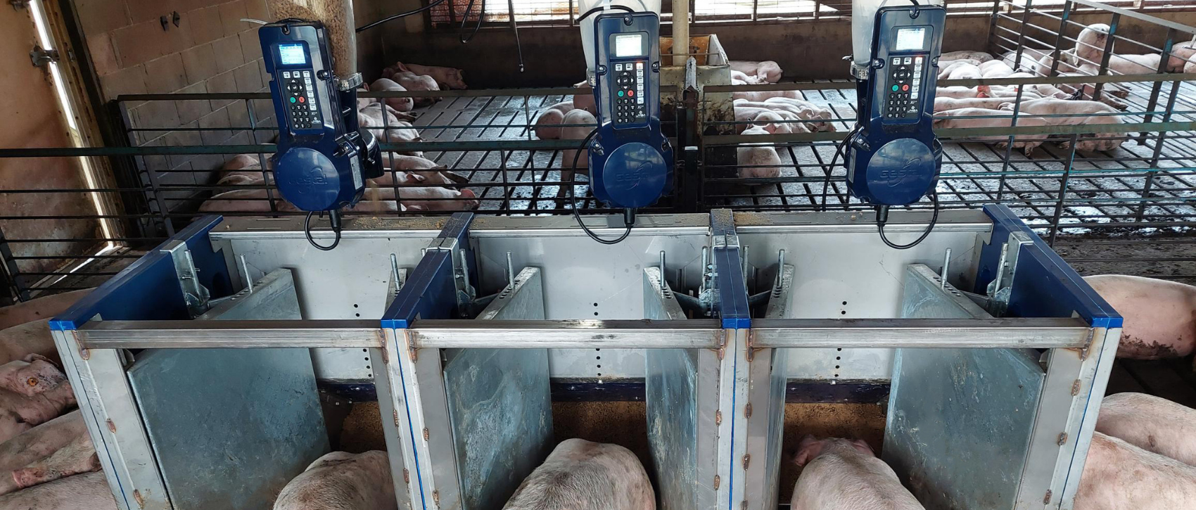 Smart feeding in a pig farm