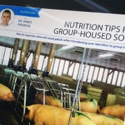 NUTRITION TIPS FOR GROUP-HOUSED SOWS