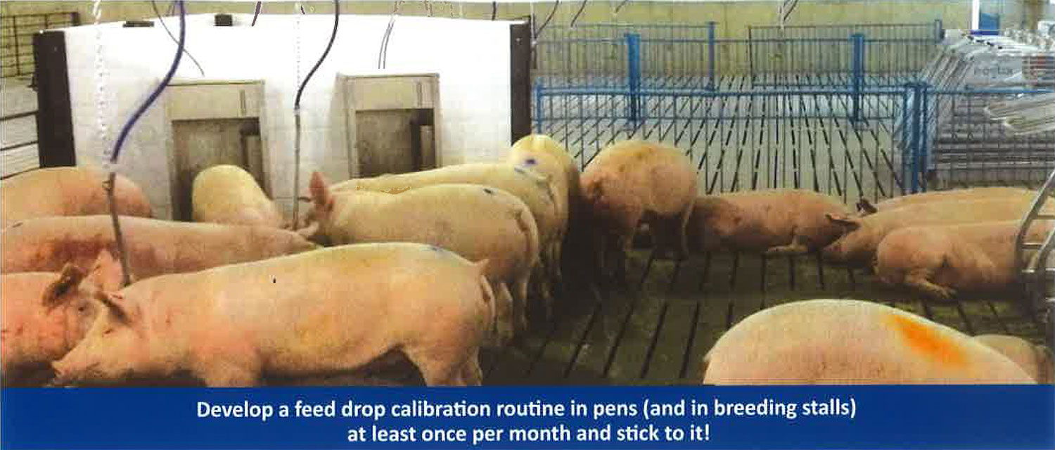 NUTRITION TIPS FOR GROUP-HOUSED SOWS