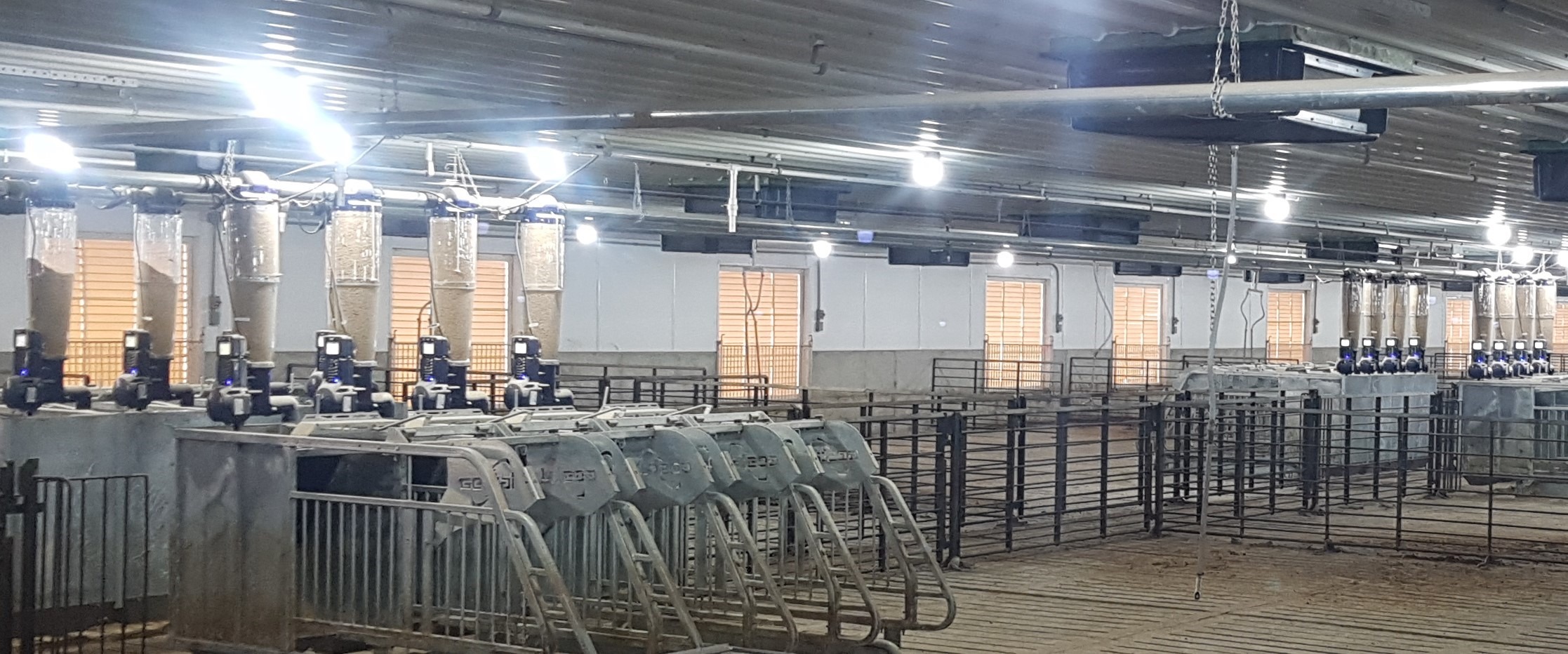 Gestal free-access stalls in gestation just after installation