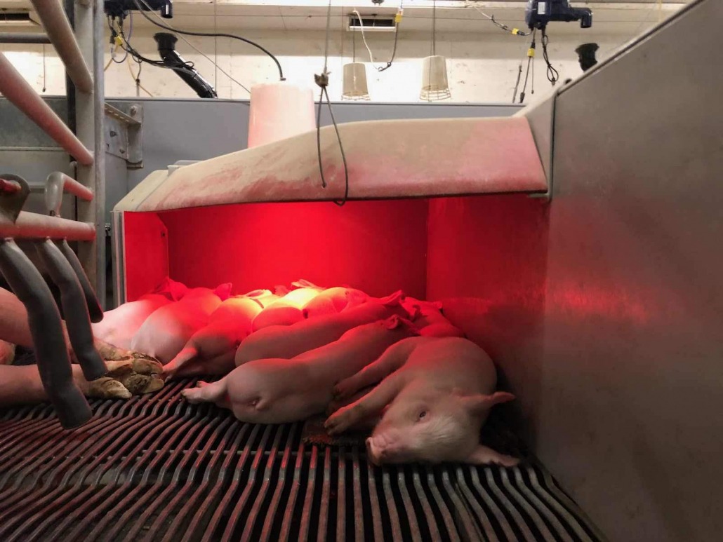 Piglets sleeping under their hoover