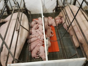 Strategy for a better swine production management: The heat pad and the Gestal Quattro together, help regulate the temperature of the creep area