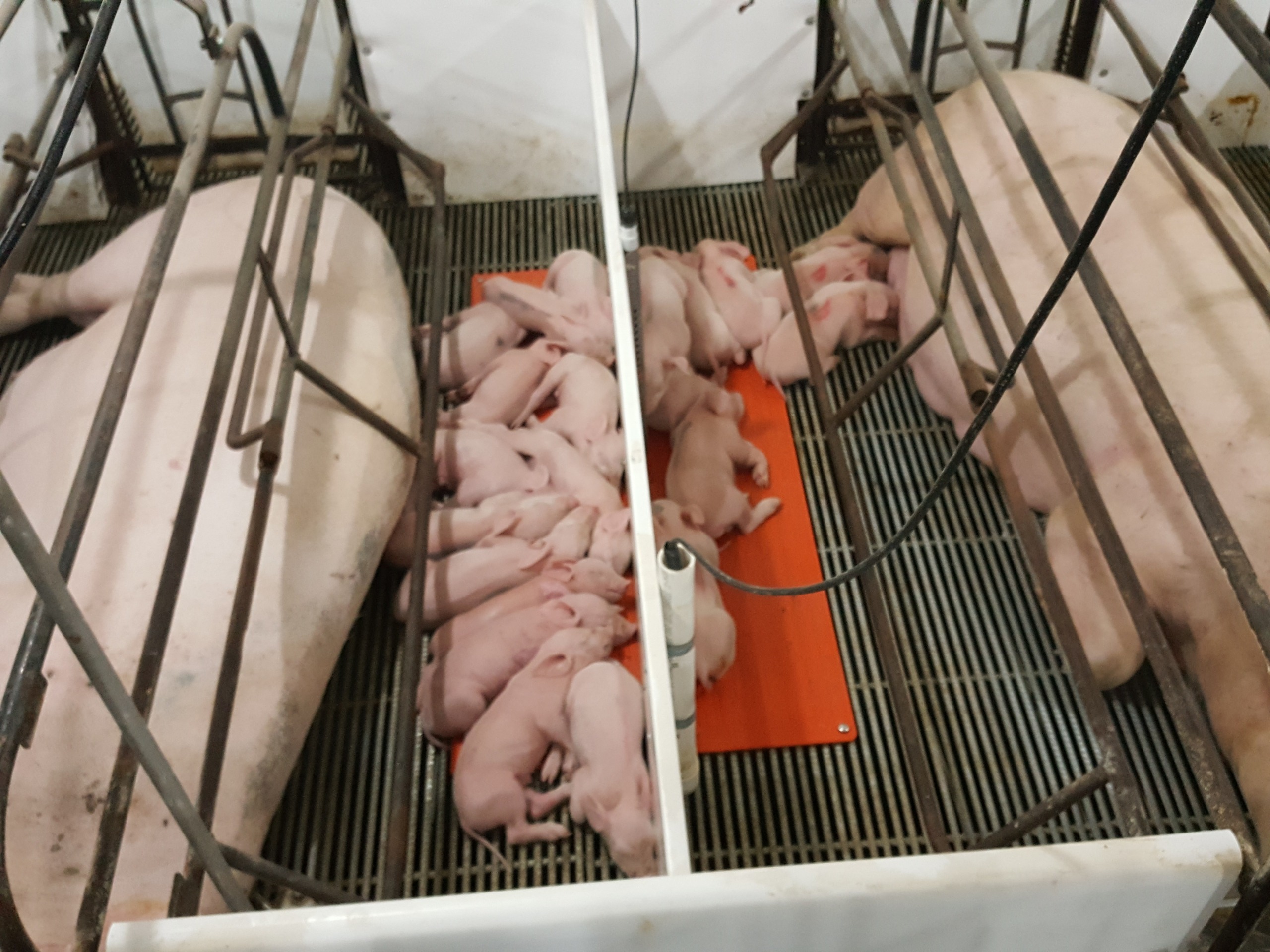 Batch farrowing is a strategy that can improve hog health