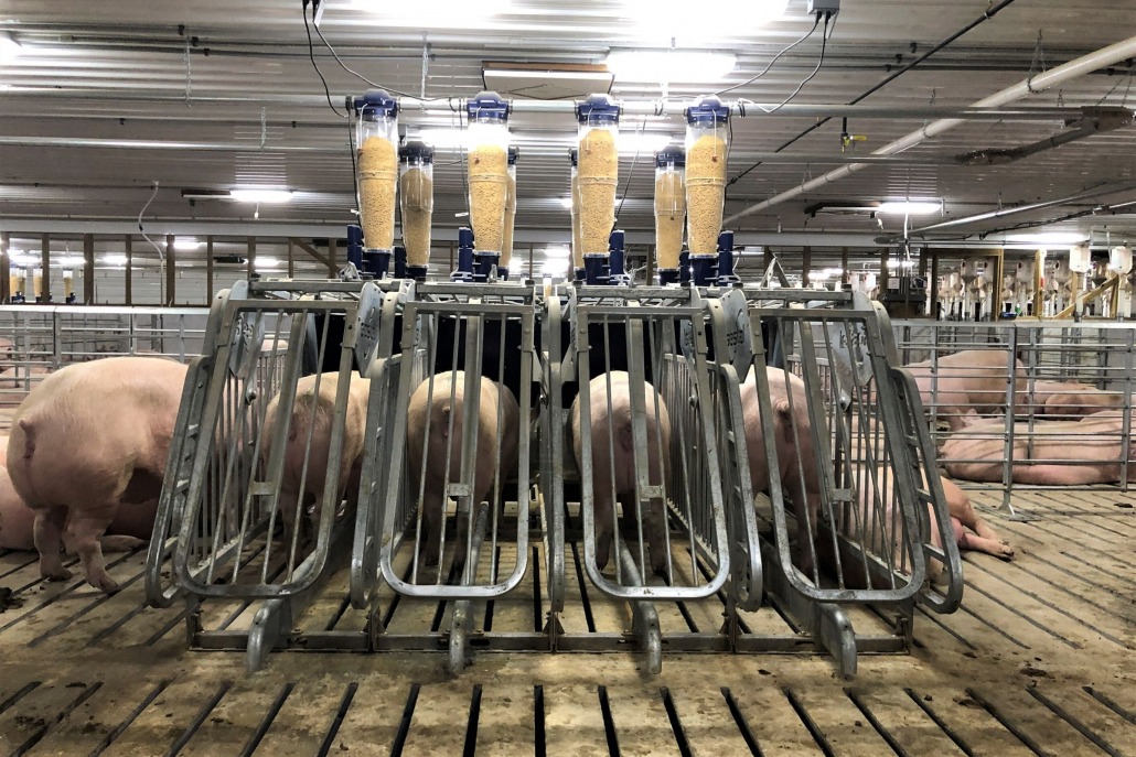 automated sows feeder