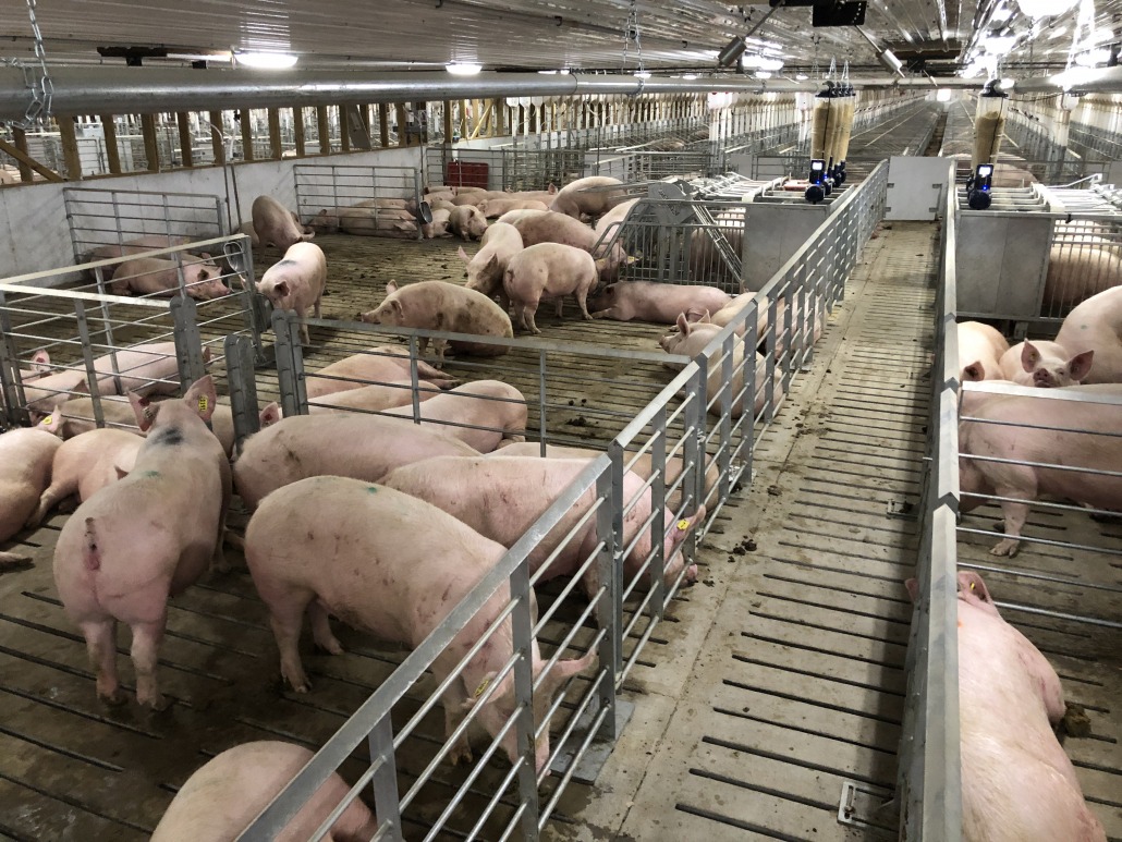 Group gestation - automated feeding system