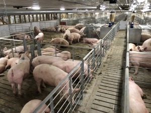 This is an example of a group sow housing system