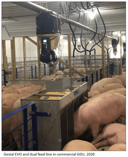 Porc : la hausse du poids moyen dans l'UE pourrait ralentir