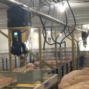 Gestal - Evo smart swine feeder