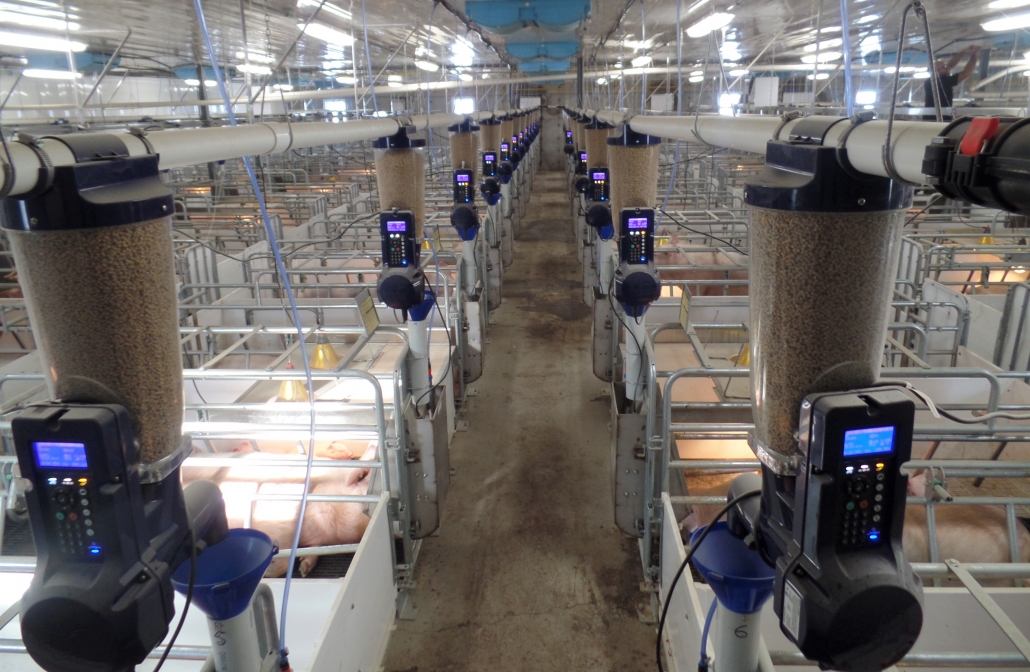Smart swine feeder system