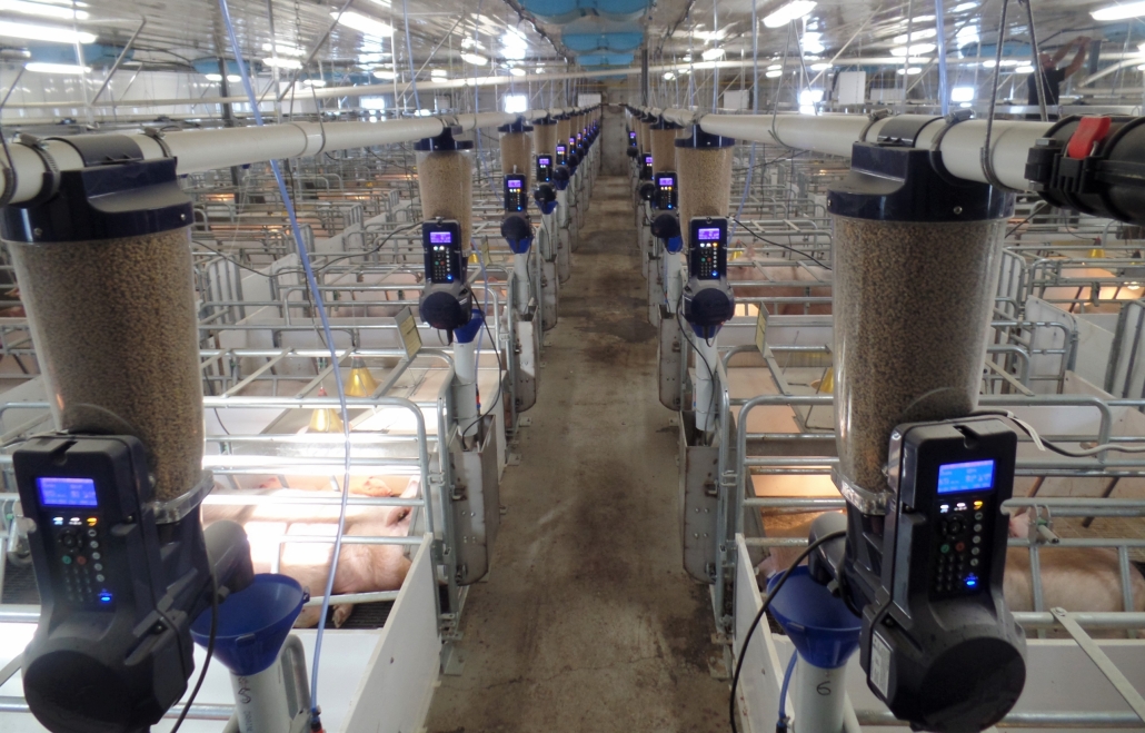 Smart swine feeder system