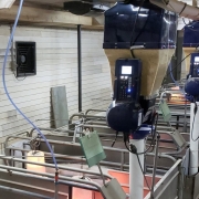 Feed blending in lactation