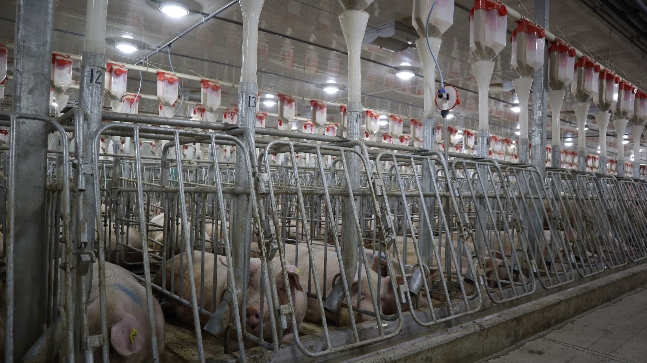 Breeding crates and breeding section in a 3000 heads sow-farm