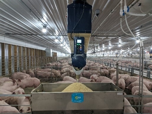 Smart swine feeder system