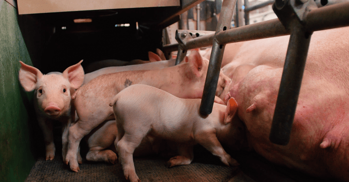 Smart swine feeder system