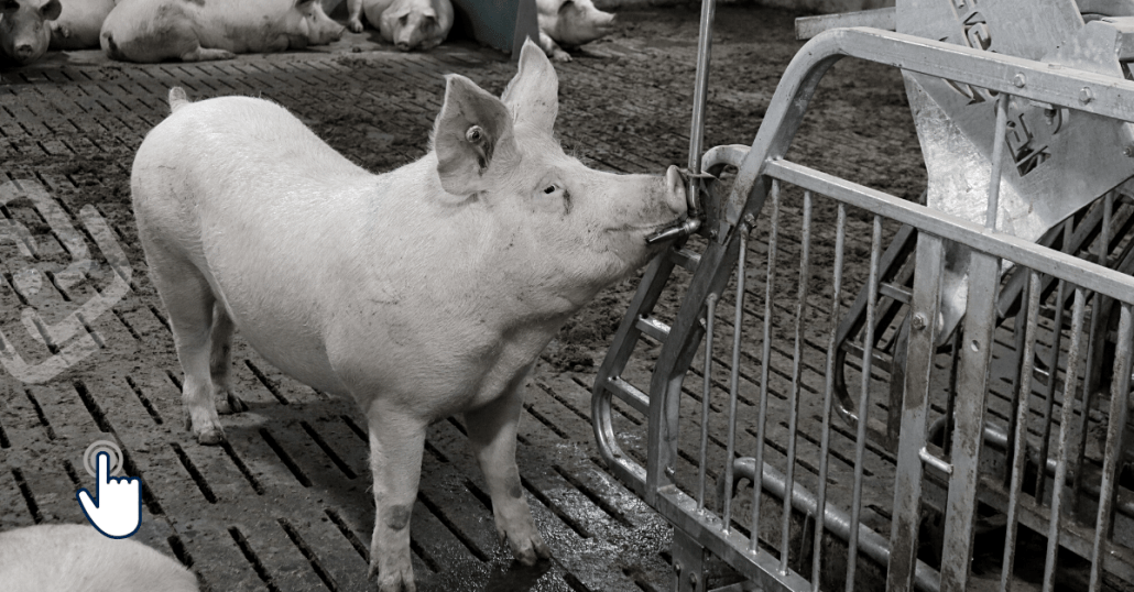 mixing gilts and sows