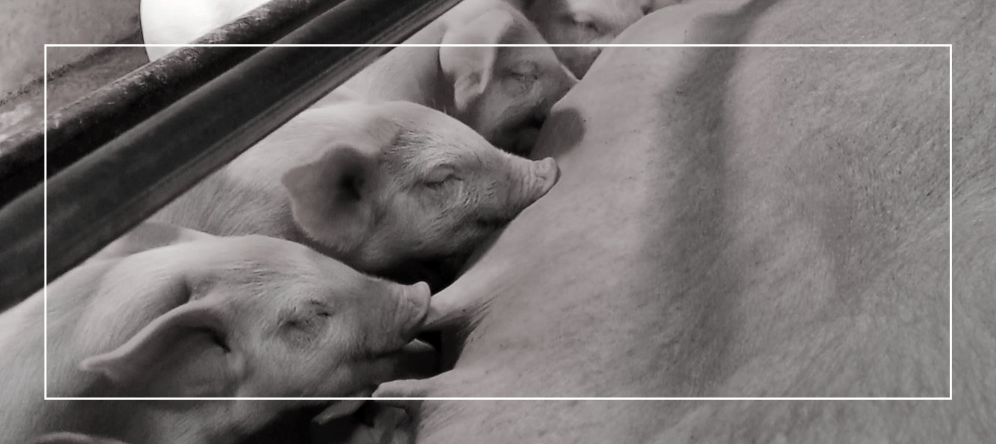 research - farrowing pigs