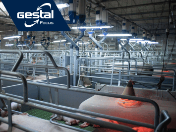 GESTAL Focus
