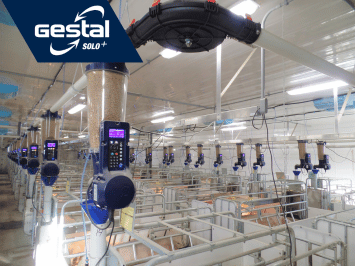 GESTAl Solo+