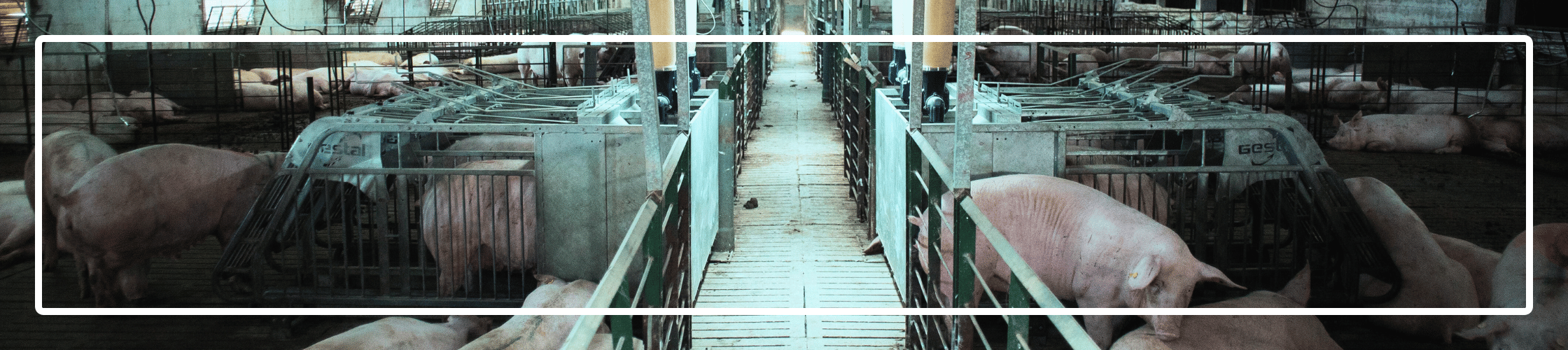 aggression and lameless in group housing farms