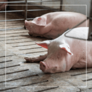 Aggression & Lameness in group housed sows