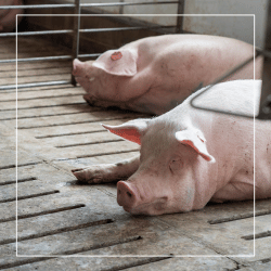 thumbnail-image-blog-gss-mai2025 Aggression & Lameness in group housed sows